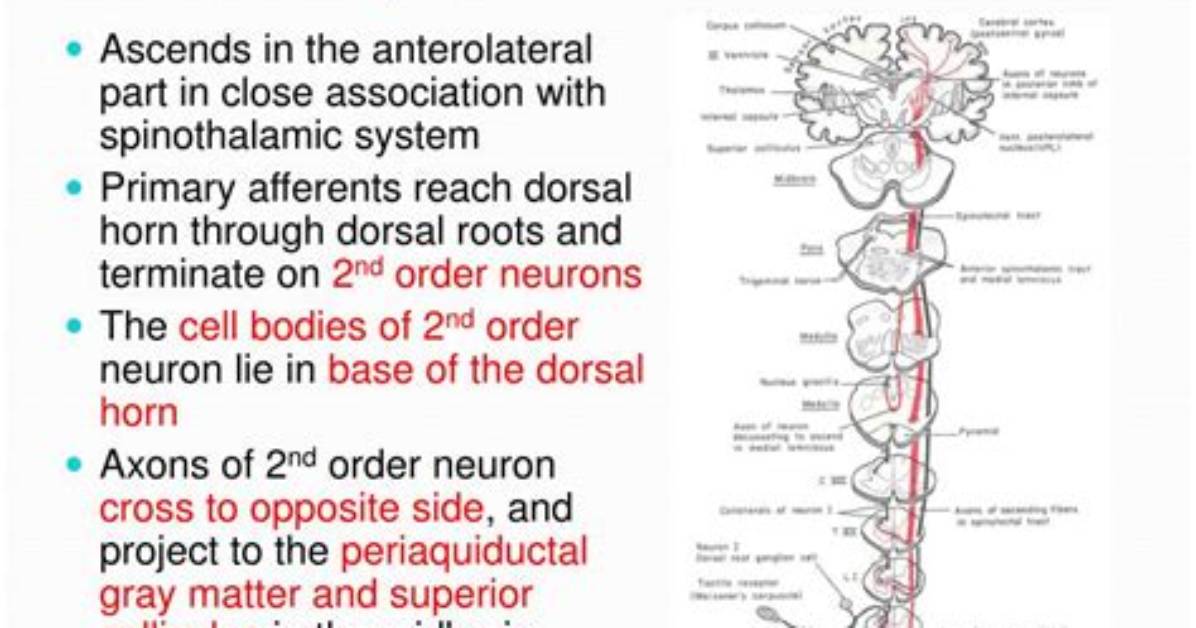 Where Is the Spinotectal Tract?