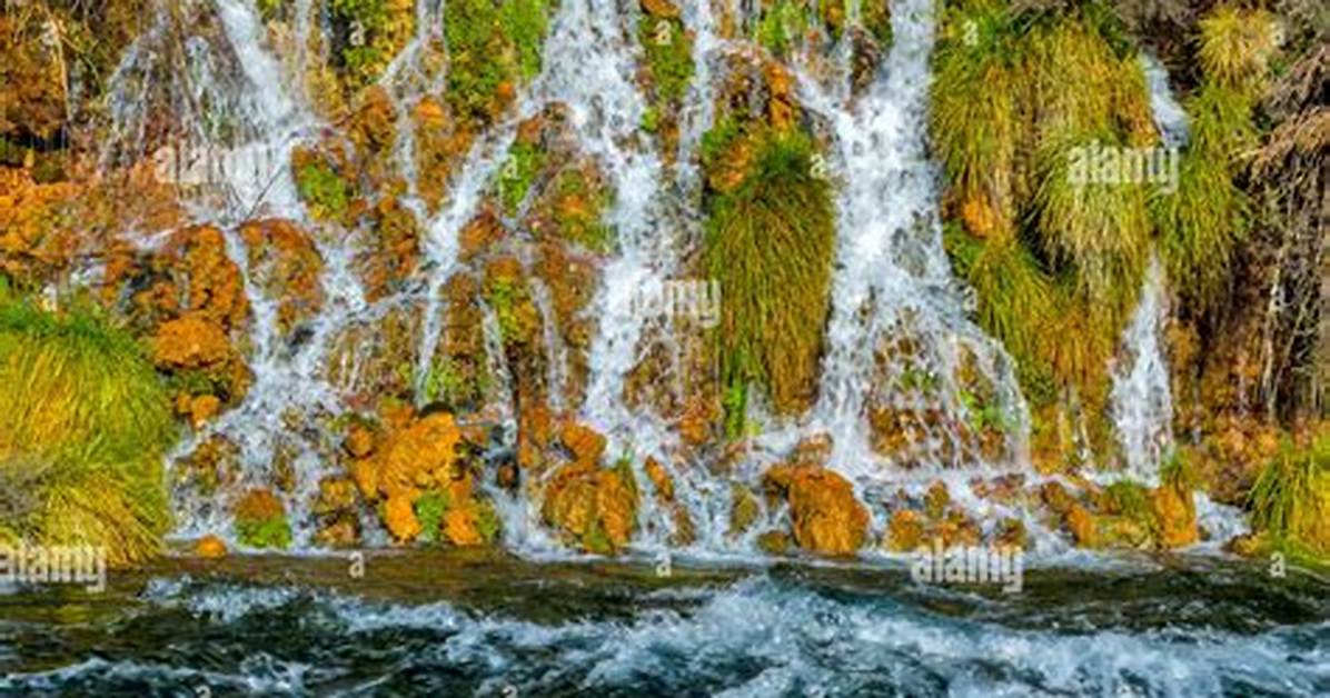 Where Is the Spring That Flows from a Living Tree?