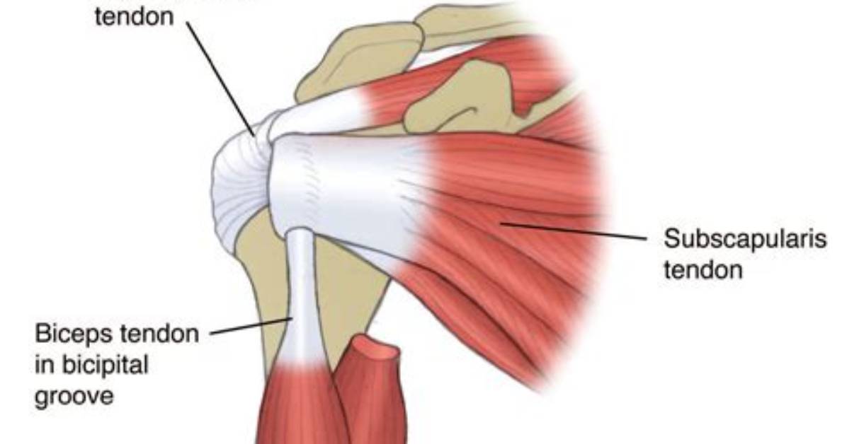 Where Is the Subscapularis Tendon?