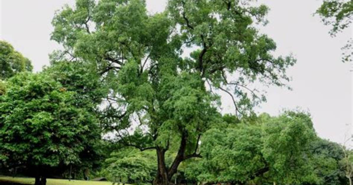 Where Is the Tembusu Tree Found?