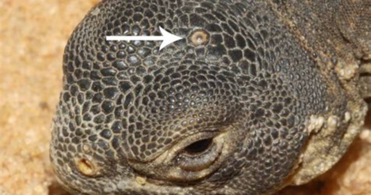 Where Is the Tuataras Third Eye?