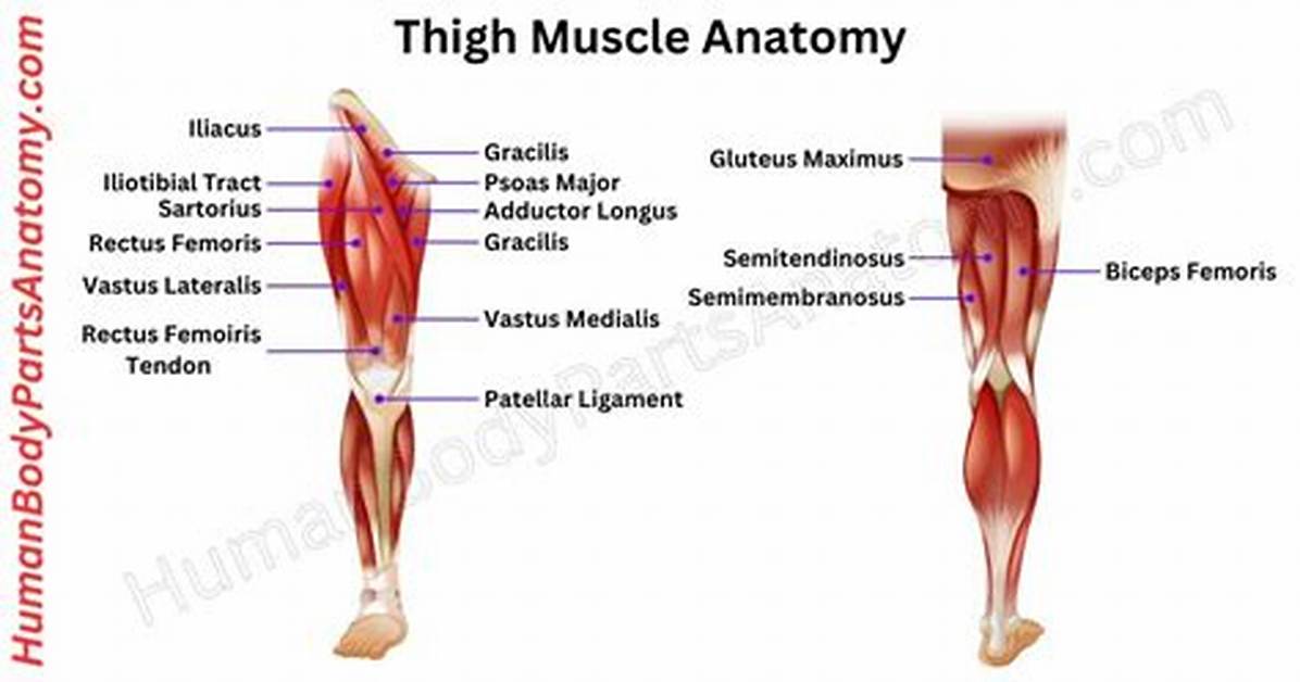 Where Is Thigh Located?