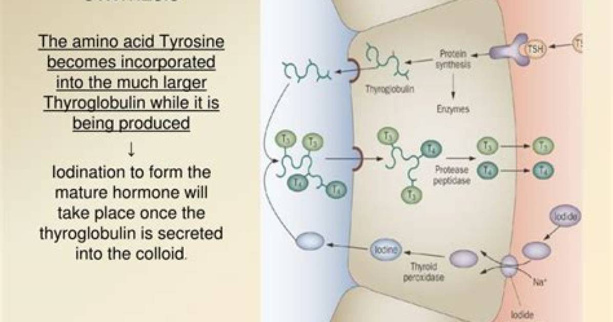 Where Is Thyroglobulin Synthesis?