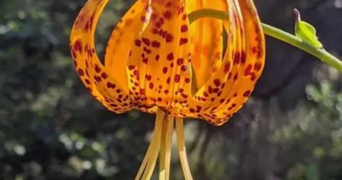 Where Is Tiger Lily Native