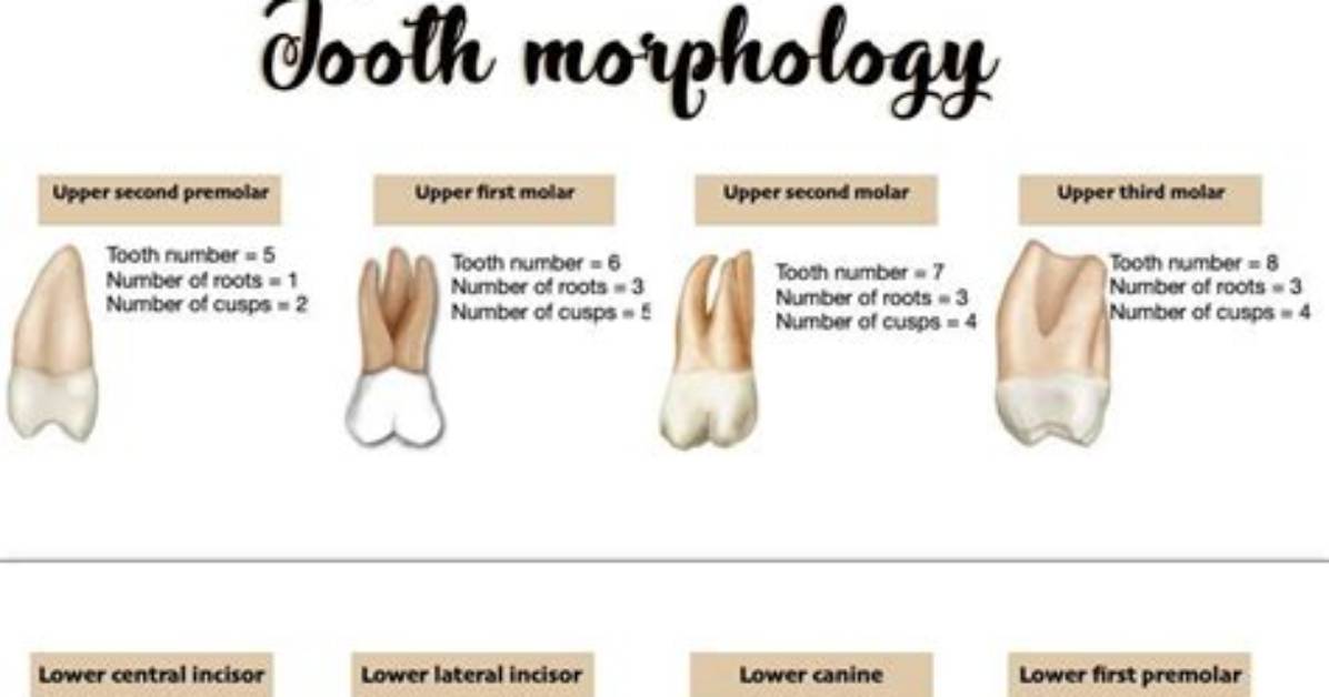 Where Is Tooth Morphology?