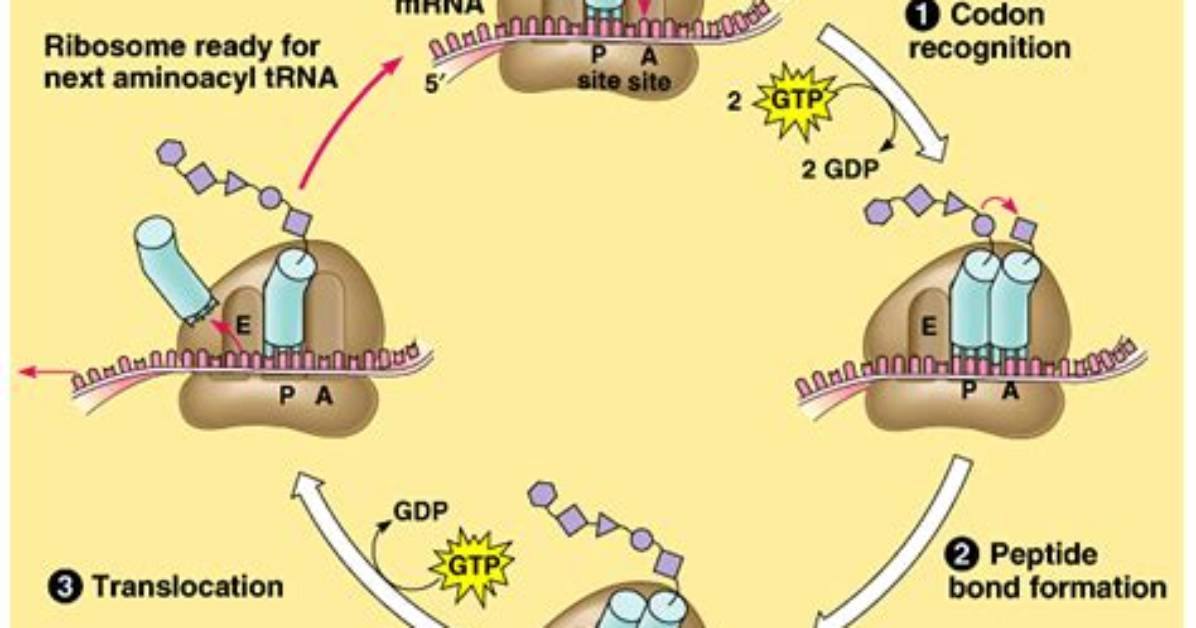 Where Is Translation in Polypeptide?