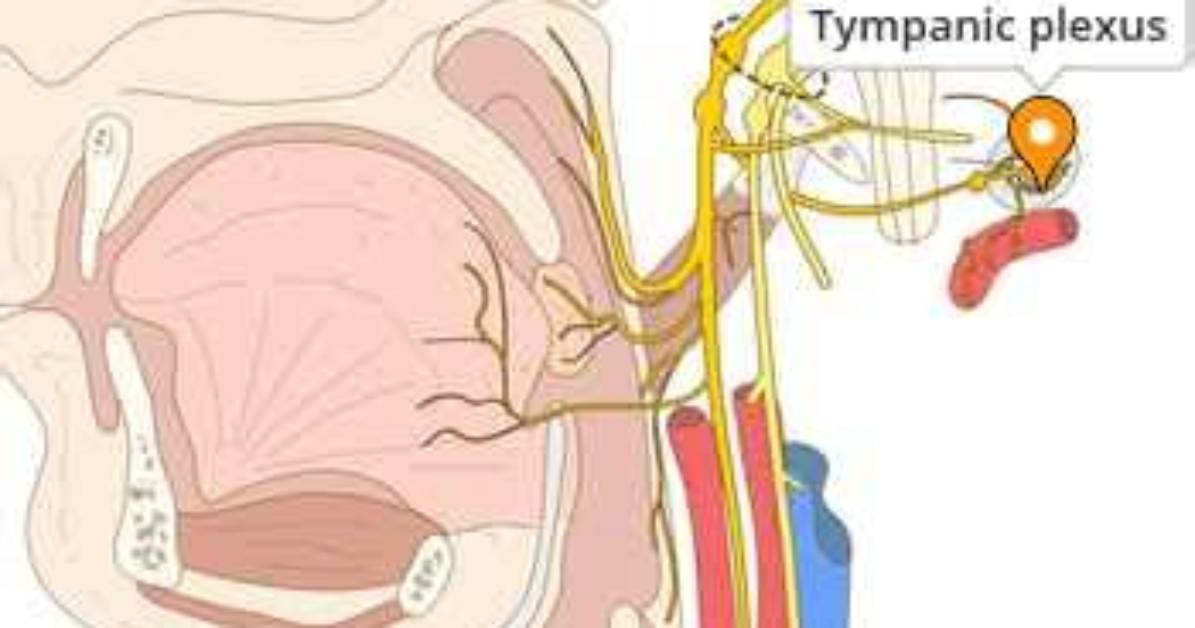 Where Is Tympanic Plexus?
