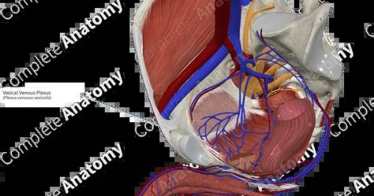 Where Is Vesical Plexus?