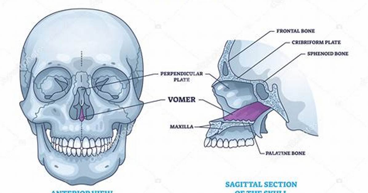 Where Is Vomer Bone Located?