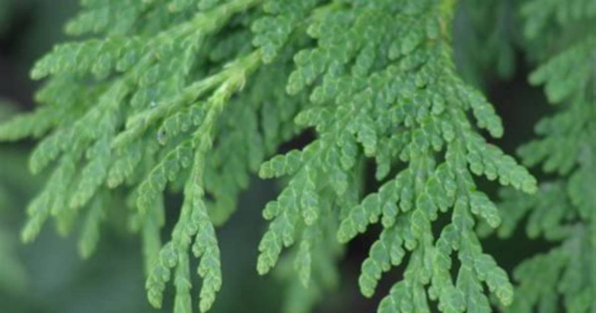 Where Is White Cedar Found