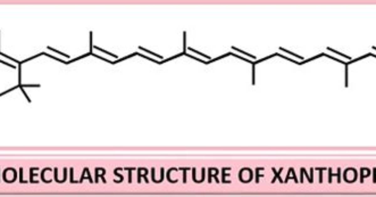 Where Is Xanthophyll Found?