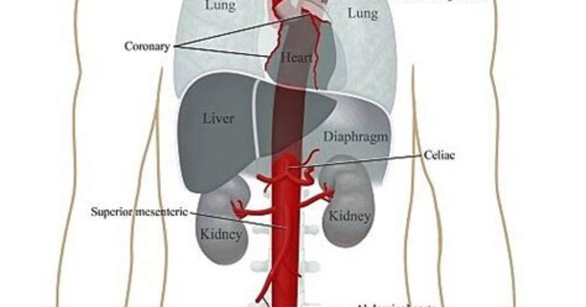 Where Is Your Aorta Located?