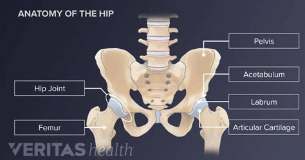 Where Is Your Hip Bone?