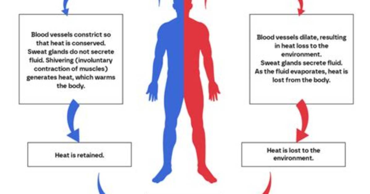 Where Is Your Thermoregulation?