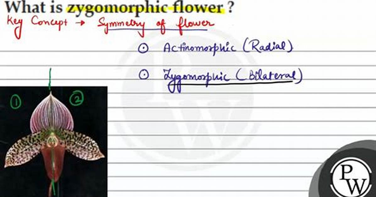 Where Is Zygomorphic Found?