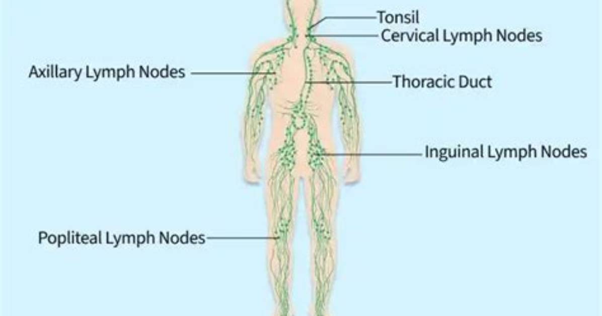 Where Lymph Is Present?