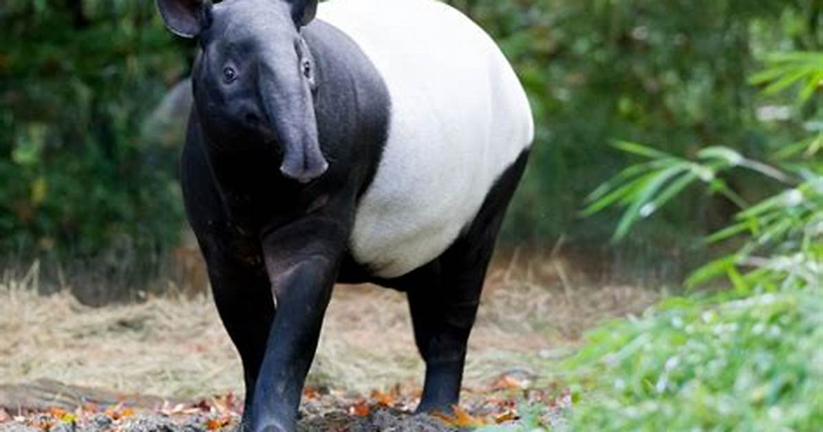 Where Malayan Tapir Live?
