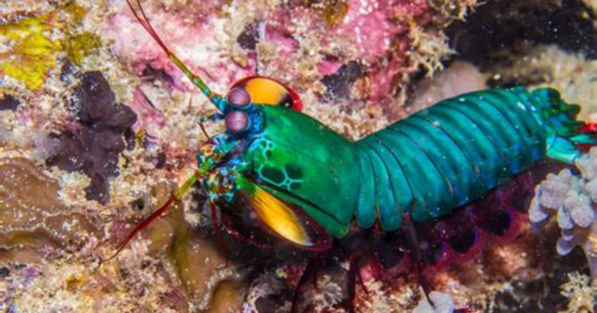 Where Mantis Shrimp Live?