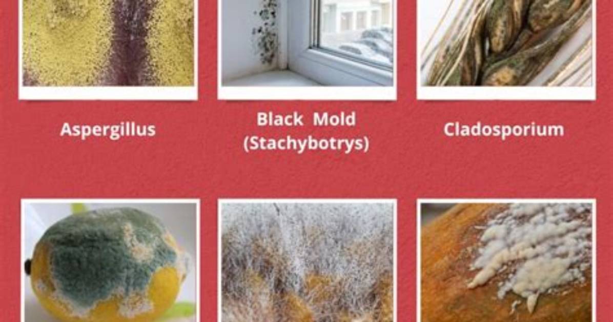 Where Mold Grows in House?