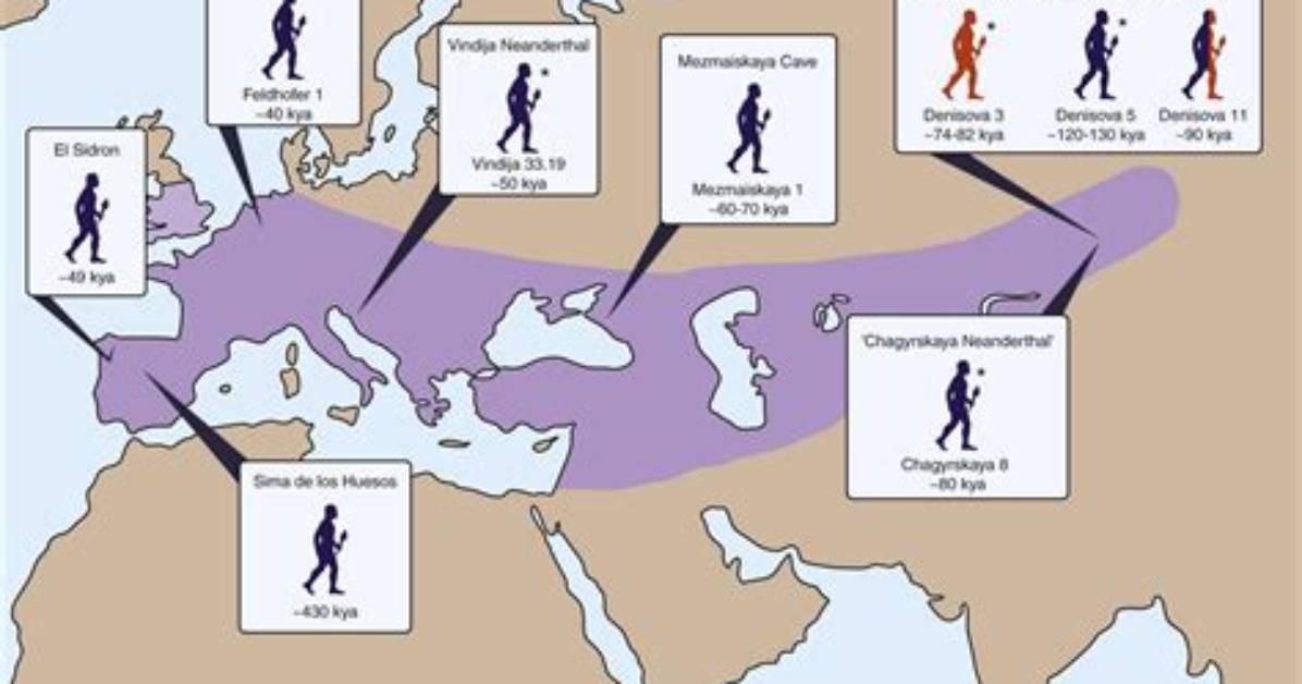 Where Neanderthals Come from?
