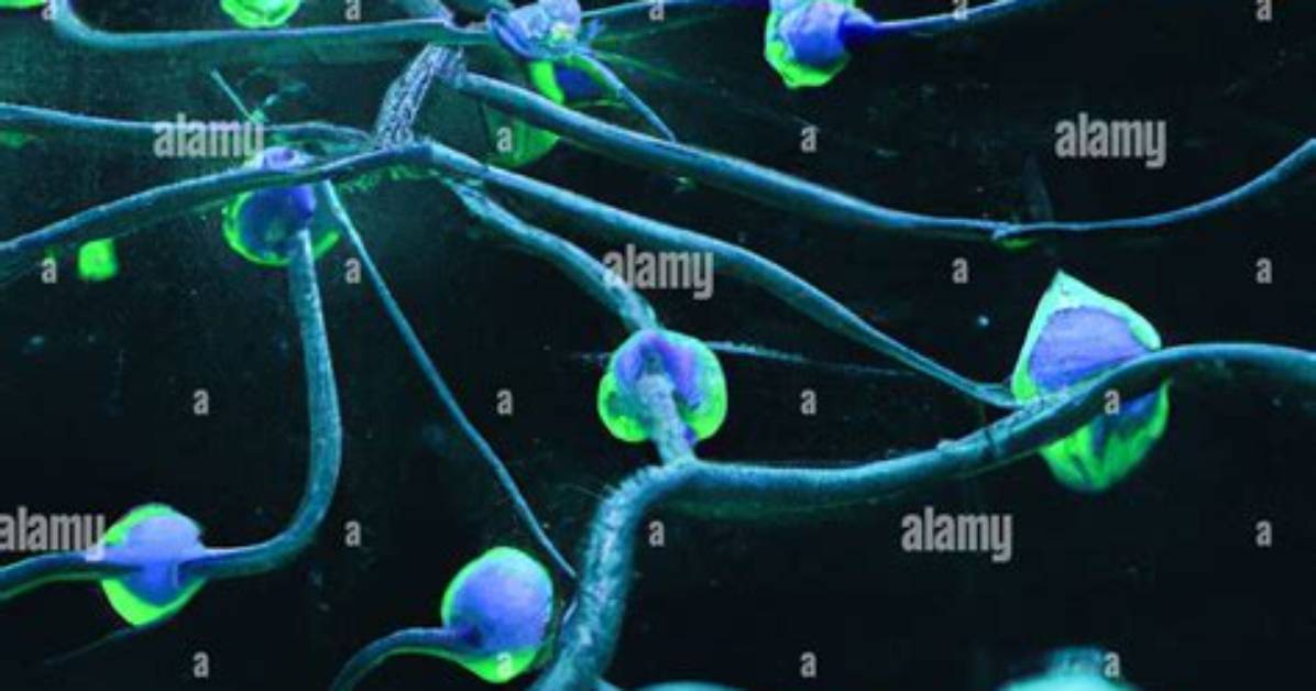 Where Neuron Communicates with Another Cell?