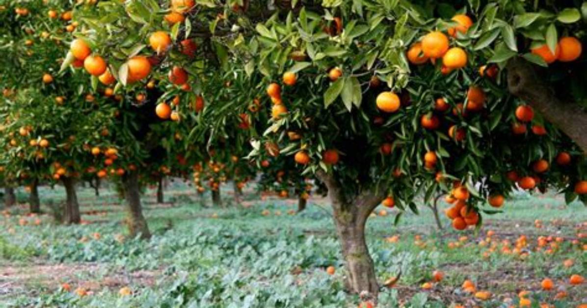 Where Orange Trees Grow?