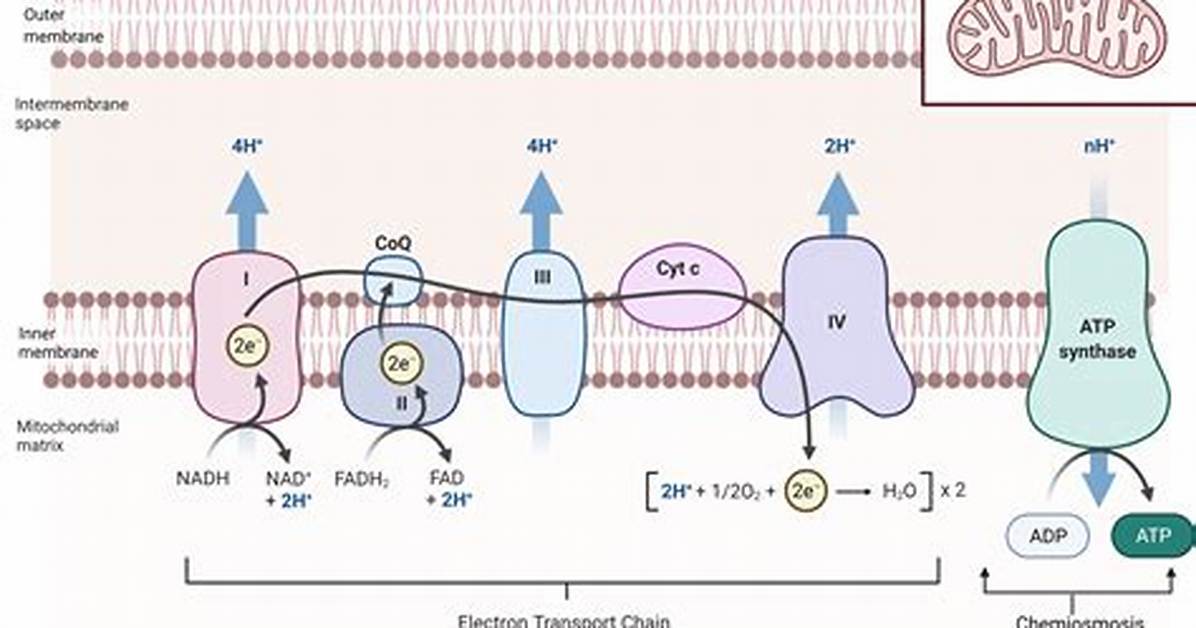Where Oxidative Phosphorylation Occurs?