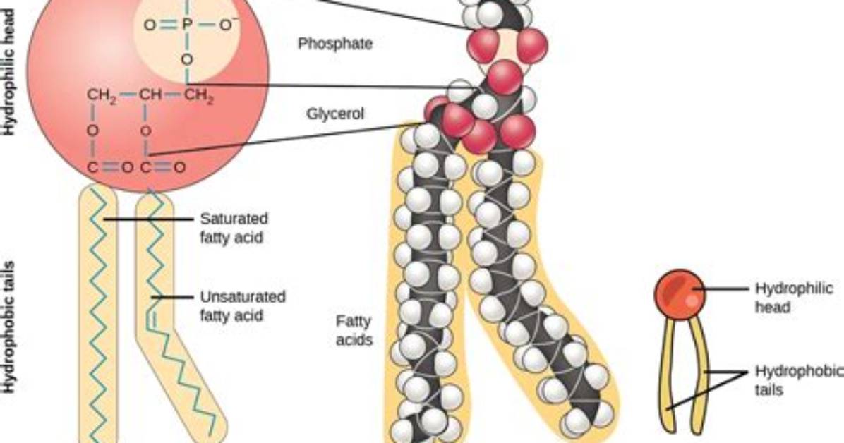 Where Phospholipids Are Found?
