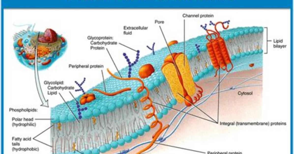 Where Plasma Membrane Found?