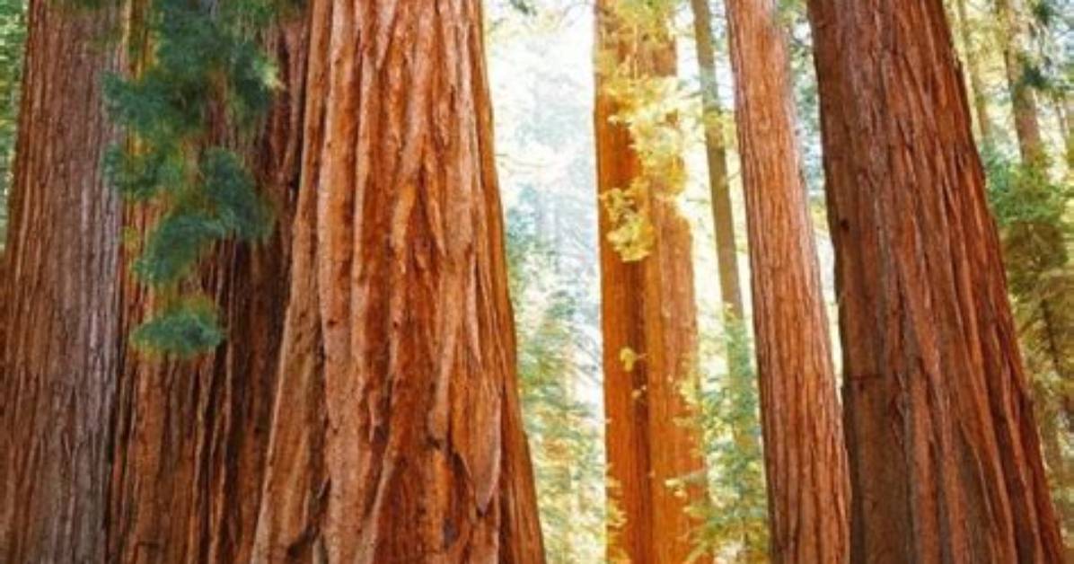 Where Sequoia Trees Grow?