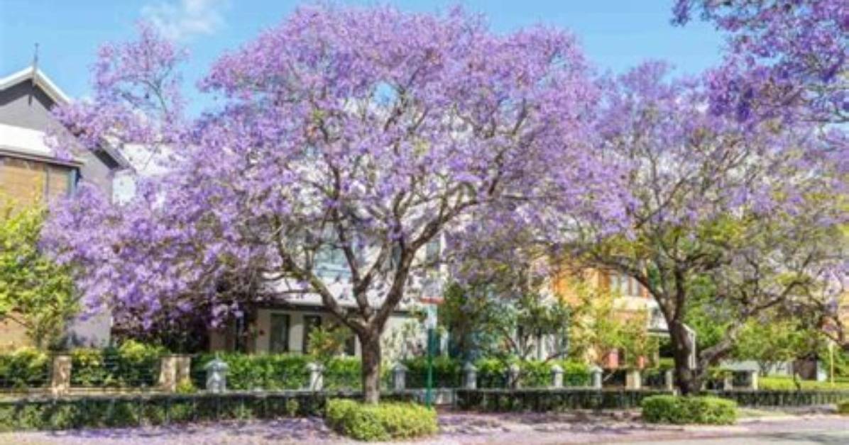 Where Should You Not Plant a Jacaranda Tree?