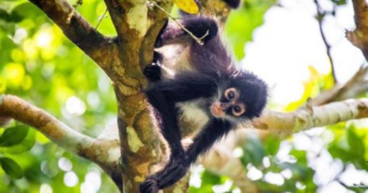 Where Spider Monkeys Live?