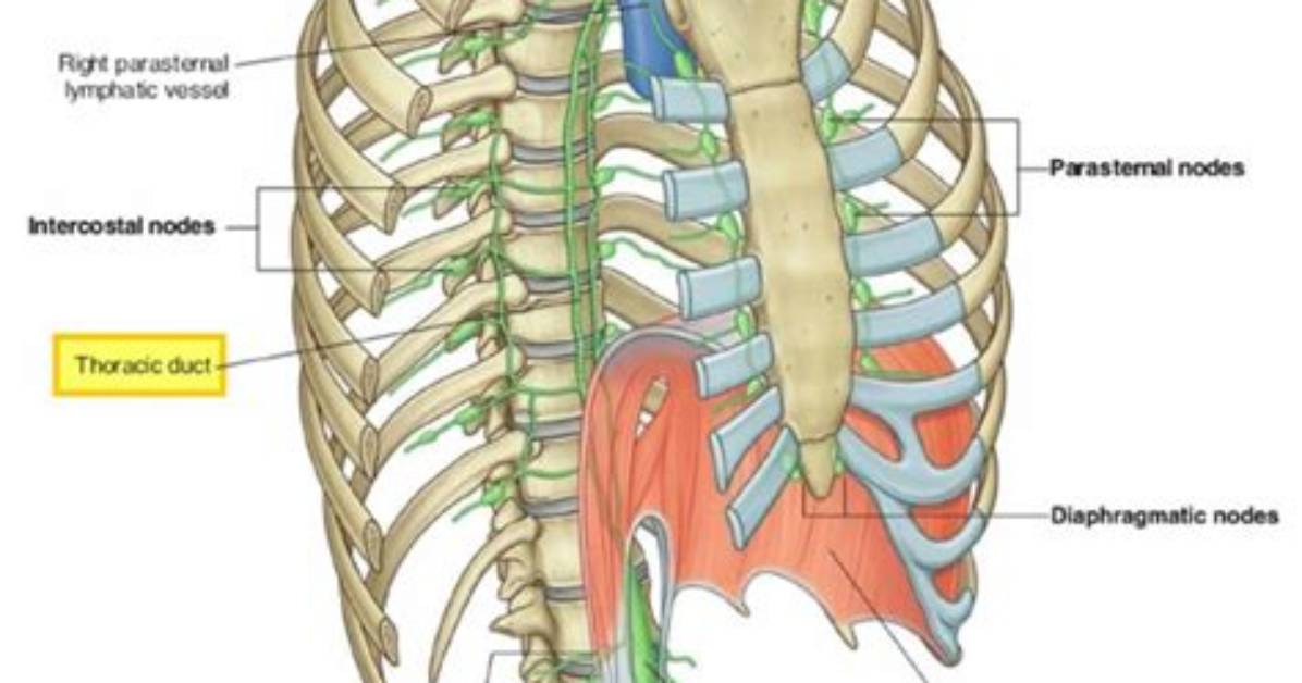 Where Thoracic Duct Drains?