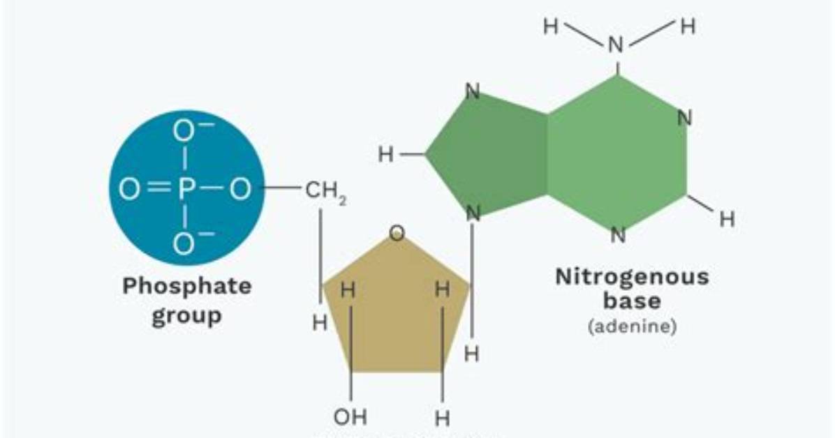 Where Three Components Make up a Nucleotide?
