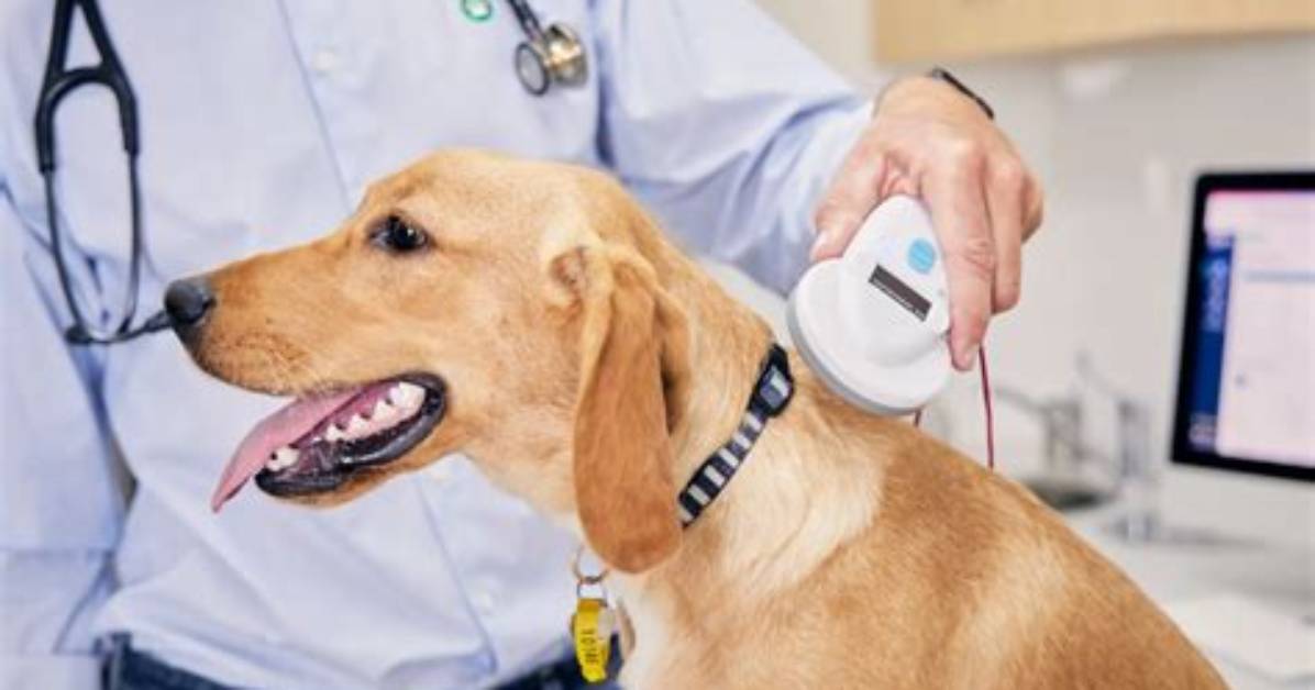 Where to Check Microchip?