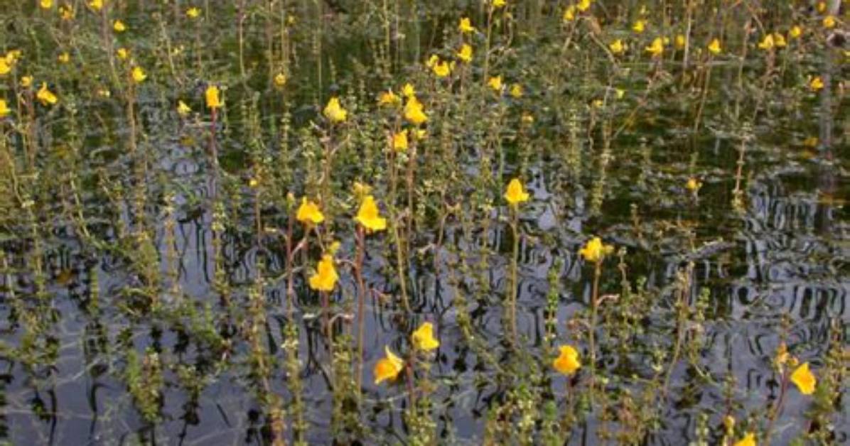 Where to Find Bladderworts?