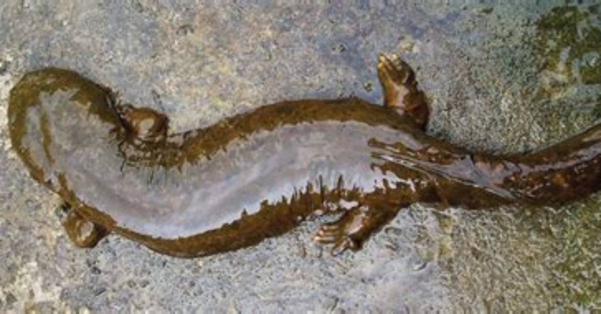 Where to Find Hellbenders?