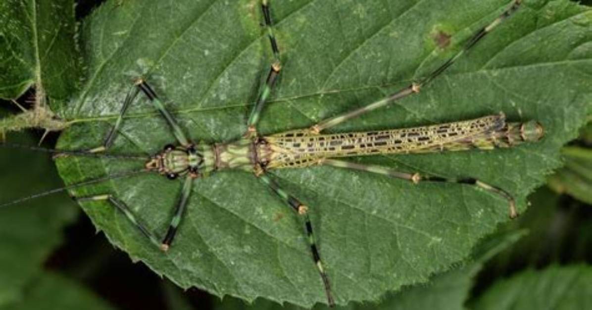 Where to Find Phasmatodea?