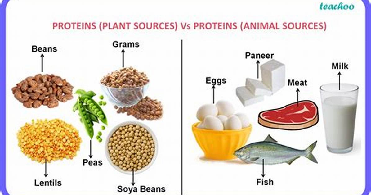 Where to Get Proteins?