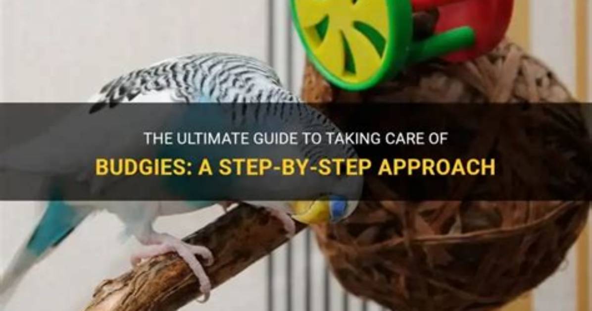 Where to Keep Budgies?