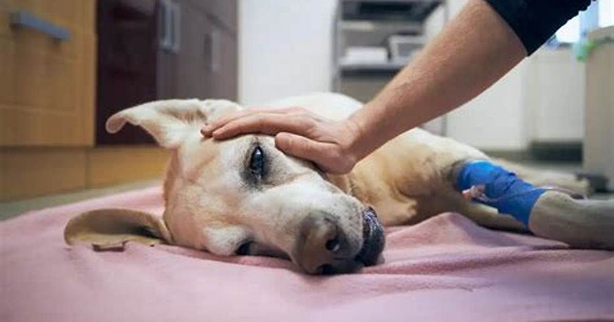 Where to Put Down a Sick Dog?