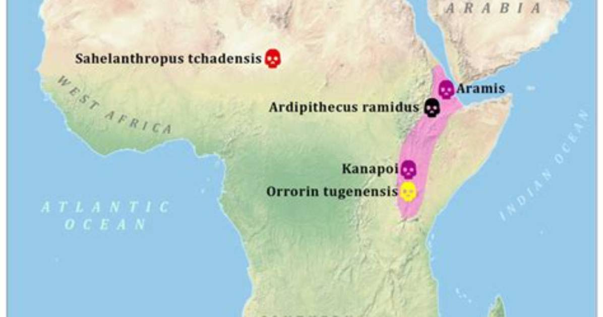Where Was Australopithecus Sediba Found?