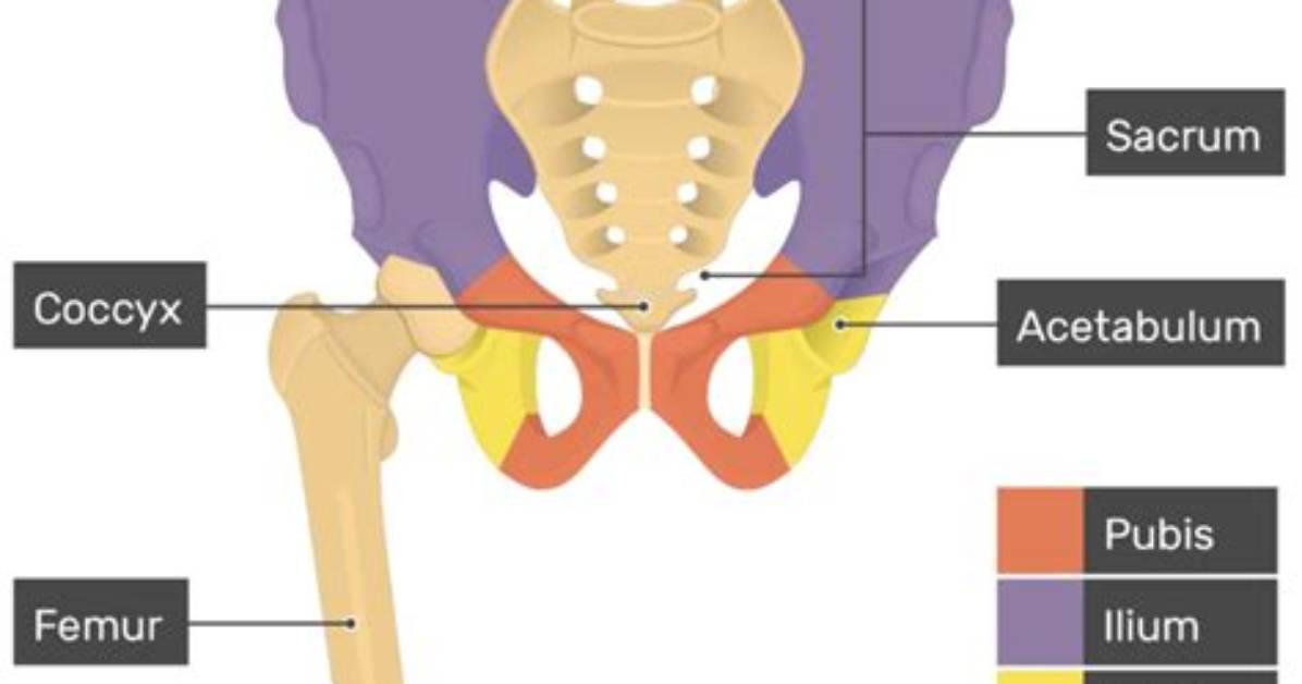 Which 3 Bones Make up Hip