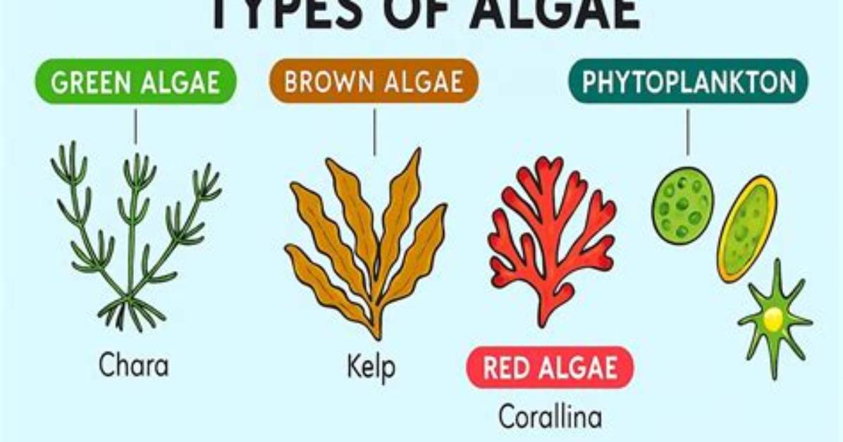 Which Algae Is Found in Deepest Water?