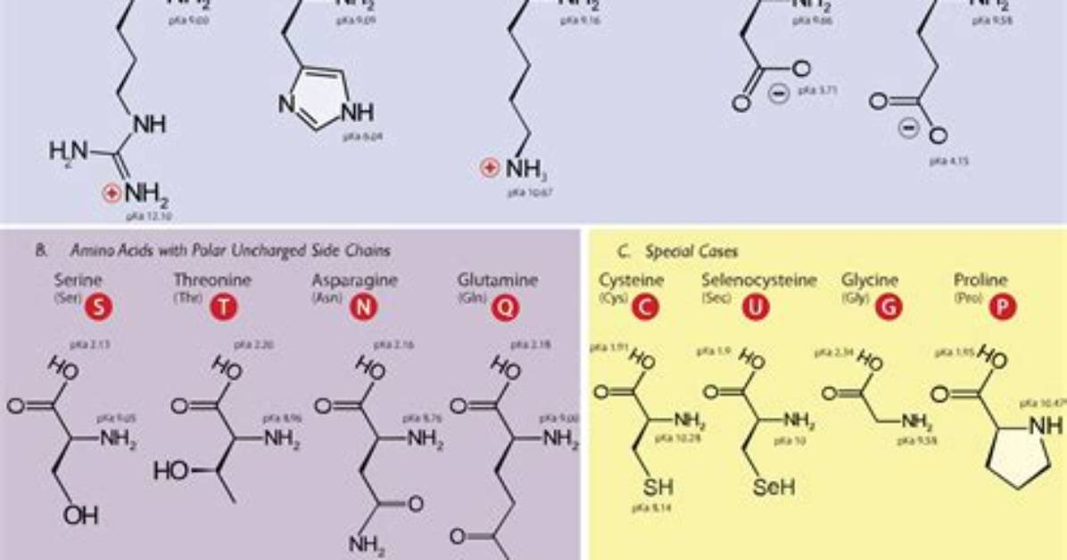 Which Amino Acids Are Titratable?