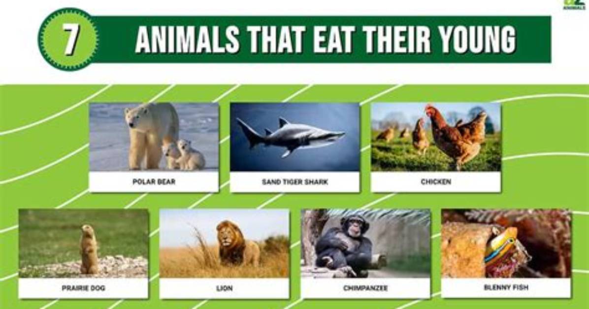 Which Animal Eats Its Own Baby?