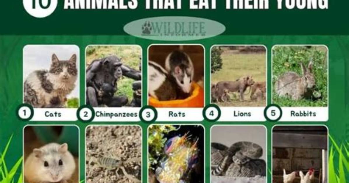 Which Animal Eats Its Own Child?