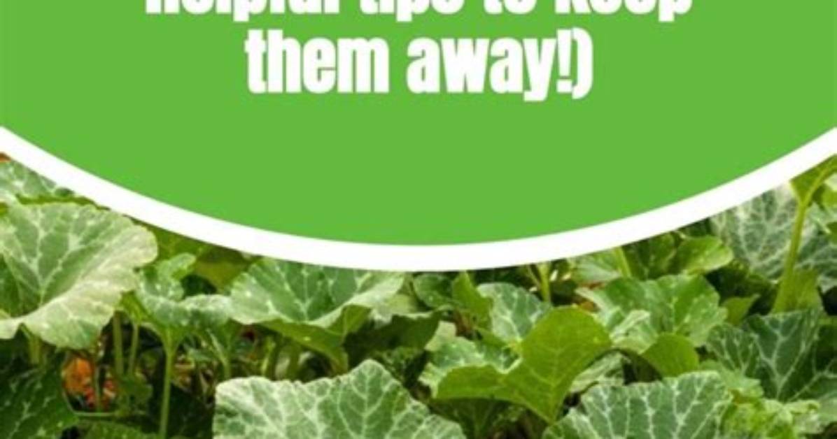 Which Animal Eats Zucchini