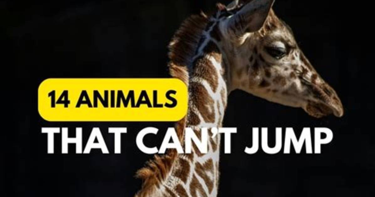 Which Animal That Cannot Jump?