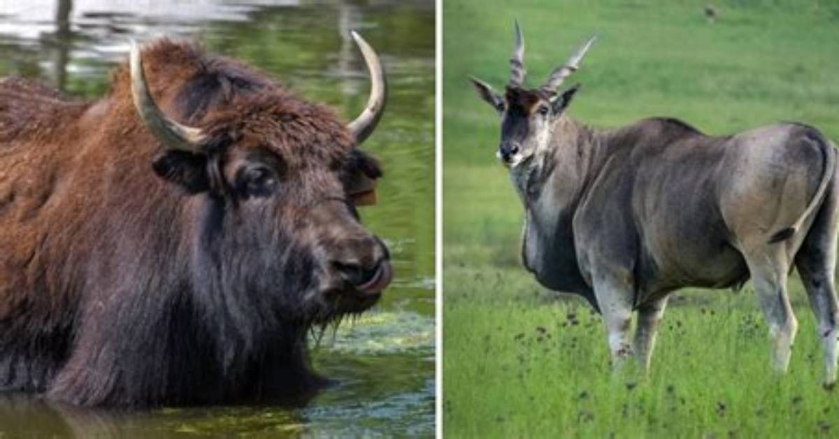 Which Animals Are Bovines?